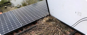 Nest Removal
